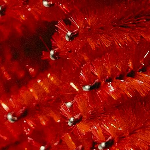 BUY 2 GET 1 BROW WAX + TINT